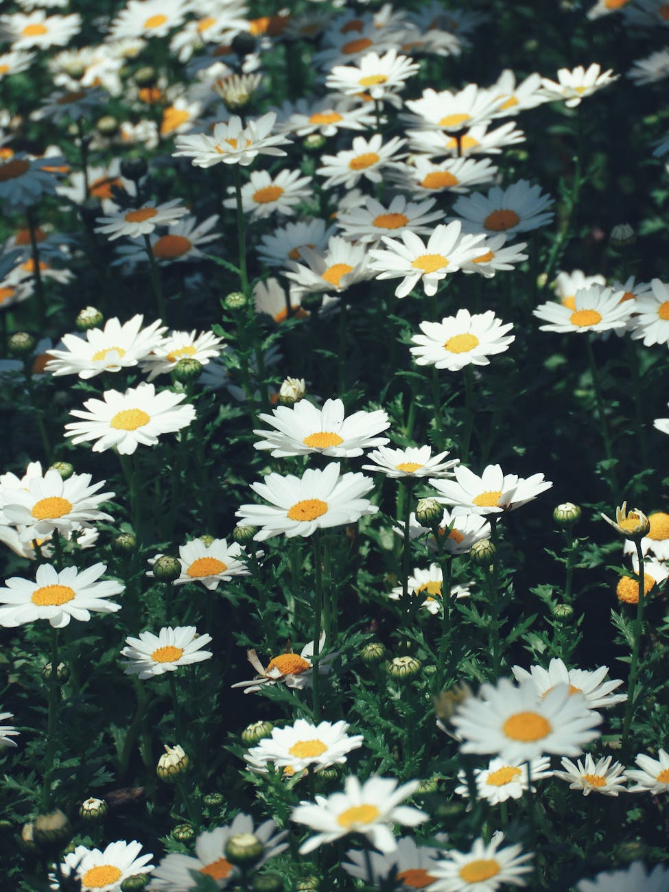 Orleans Community Health –&nbsp;Hospice